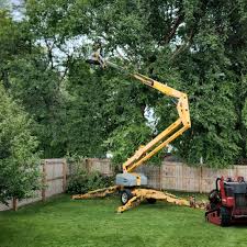 Best Lawn Maintenance Plans  in Federalsburg, MD