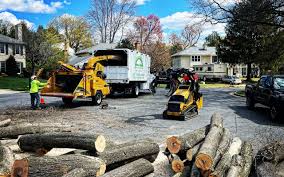 Best Stump Grinding and Removal  in Federalsburg, MD