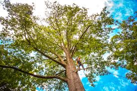 Best Firewood Processing and Delivery  in Federalsburg, MD