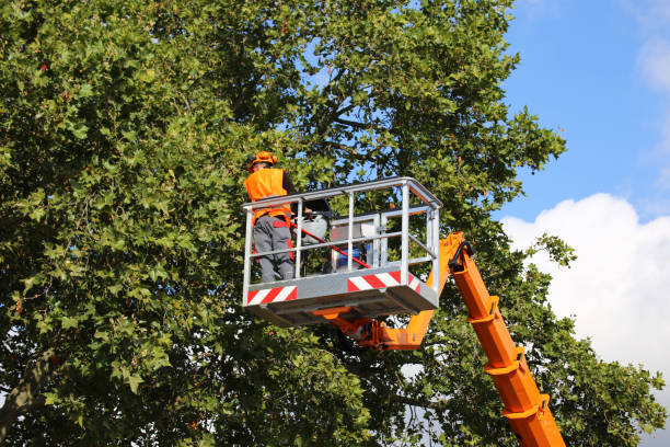 Best Root Management and Removal  in Federalsburg, MD