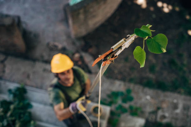 Best Tree Maintenance Programs  in Federalsburg, MD