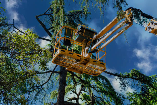 Best Utility Line Clearance  in Federalsburg, MD