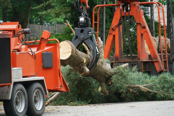 Best Tree Removal  in Federalsburg, MD