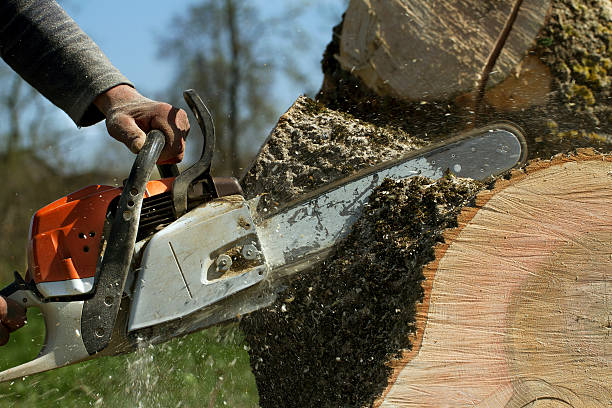 Best Tree Disease Treatment  in Federalsburg, MD