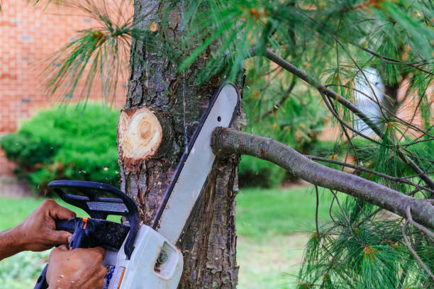 Best Fruit Tree Pruning  in Federalsburg, MD